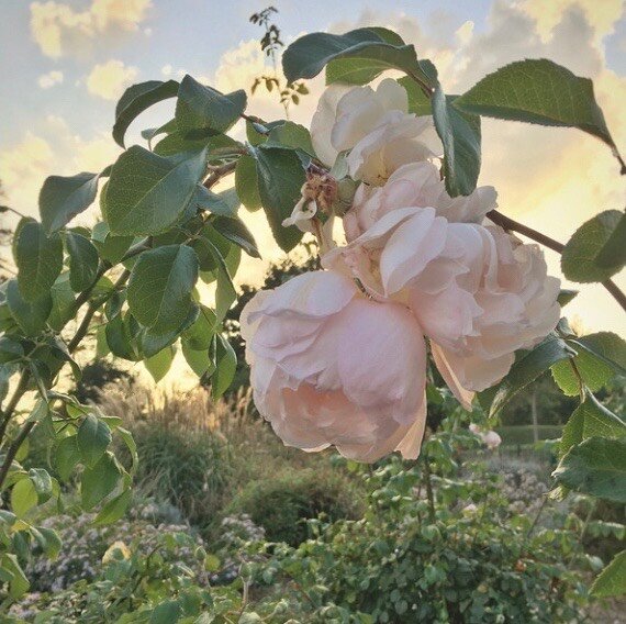 I created roses so you could remember who you are. 
Yours, Love
.
.
#universallove #rose #pinkrose #ipromisedyouarosegarden #rosegarden #tottenhamn #markfield #rosegardenmarkfield #sunset #wonderlust #wealth #roseportal #spiritofarose #roseasaporta